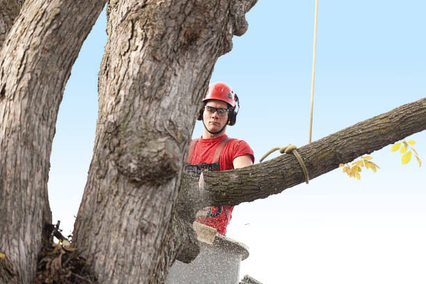 How Our Tree Care Process Works  in  Independence, KY